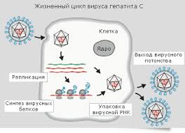 Проблема ХВГ для отечественного здравоохранения - фото № 4 Проблема ХВГ для отечественного здравоохранения - фото № 4